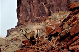 Good News From the Navajo Nation - Scientists Succeed in Tagging Nearly 100 of their Most Iconic of Wild Animals – the Tsétah dibé 